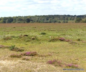 View of New Forest
