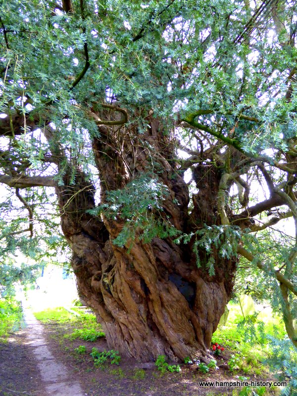 Warblington Yew Tree
