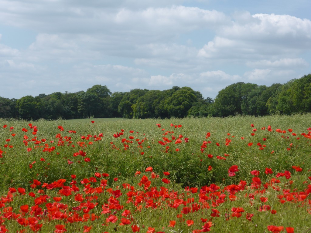 Poppy fields Cheriton