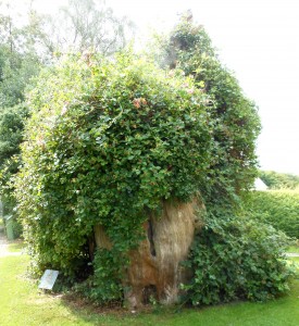 Remains of the great yew at Selborne