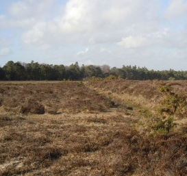 Cerdic's bridgehead on the 'bloody heath'