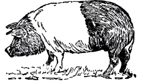 Hampshire Pig