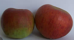 Old Variety Cooking Apple the Hambledon Deux Ans