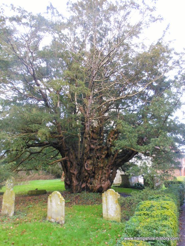 The old yew at Farringdon