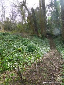 Tree filled moat of Ashley Castle