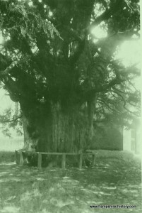 The yew at Selborne
