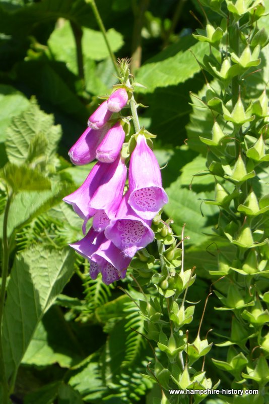 Froxfield Foxgloves