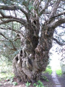 Yew tree Warblington church Hampshire