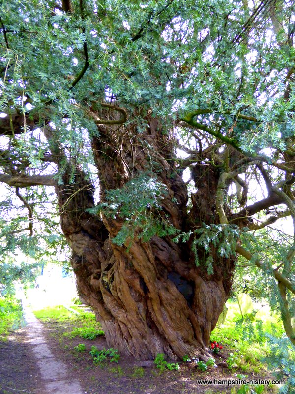 Yews Trees at Warblington church yard