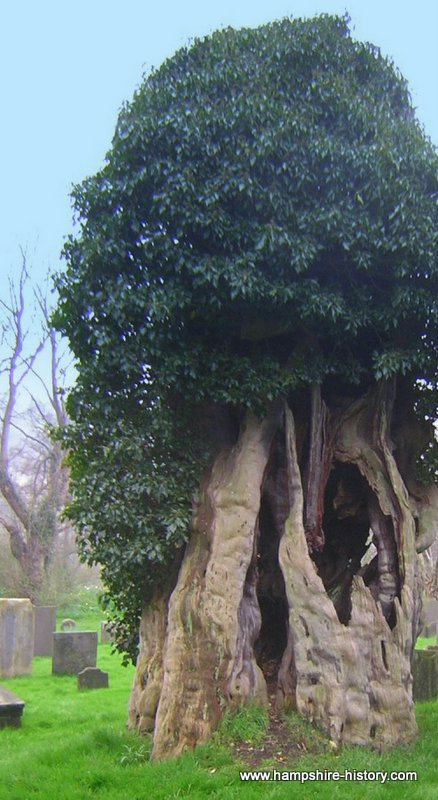 Did a Grampus live in the Yew tree?