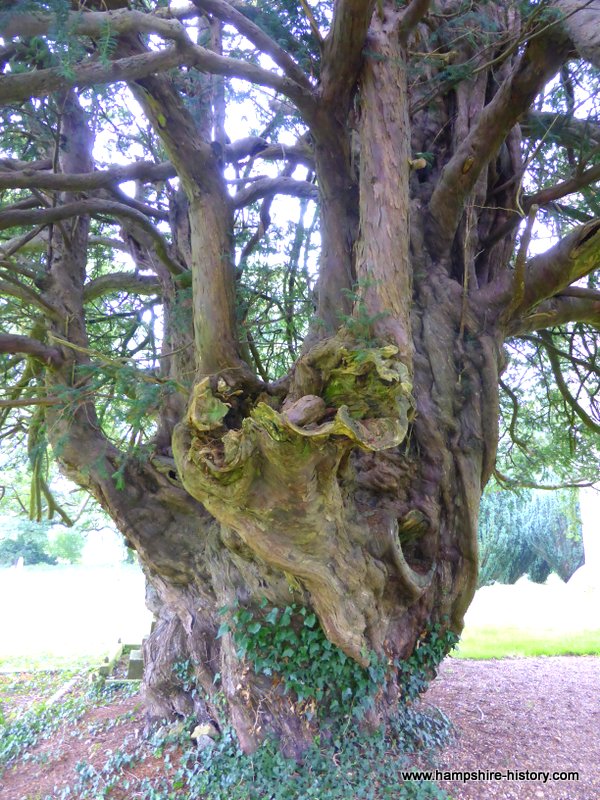 Old Yew Tree Newton Valance