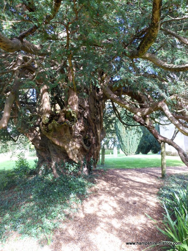 Old Yew Tree Newton Valance