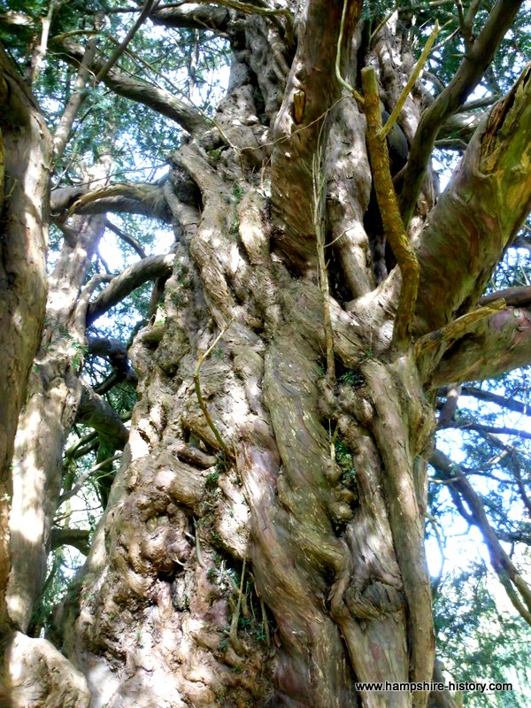 Old Yew Tree Newton Valance