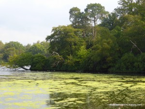 Water Babies in Hampshire