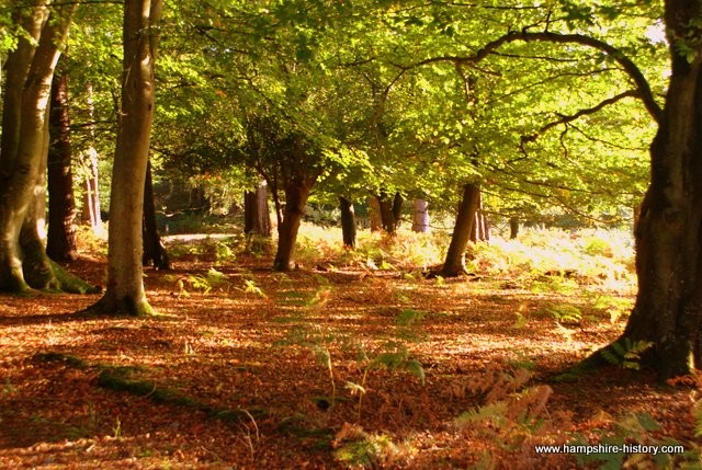 History of the New Forest