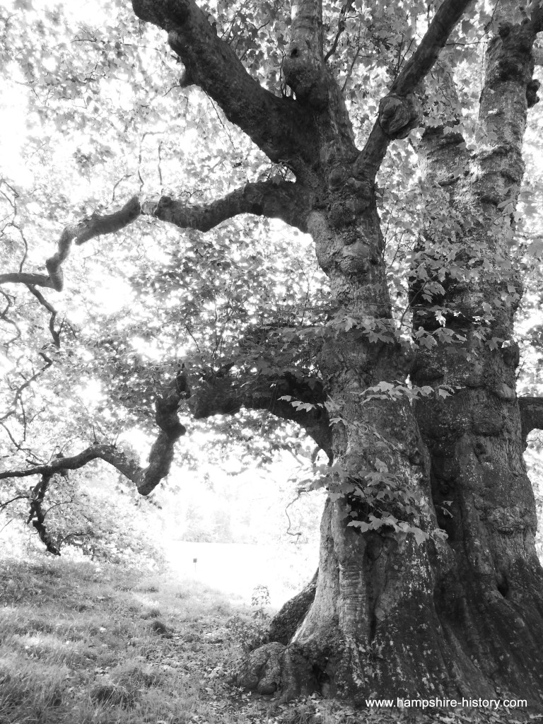 Old Plane Mottisfont