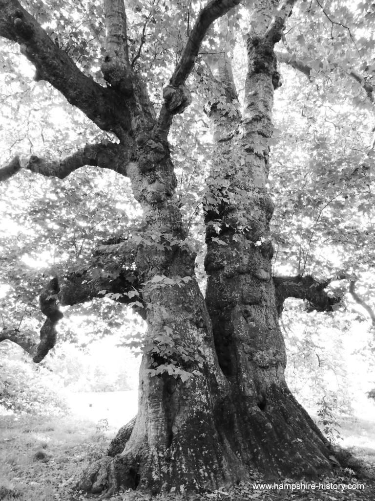 The Old Plane Tree Mottisfont