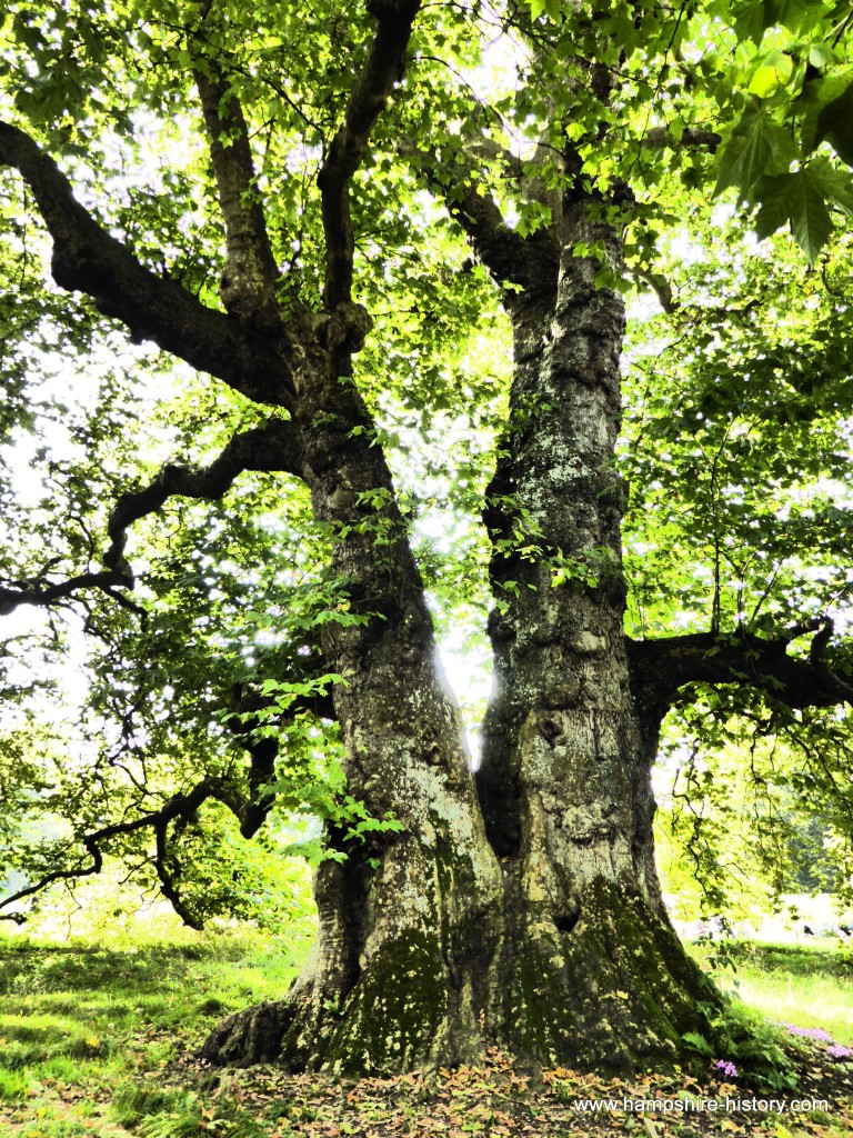 The Old Plane Tree Mottisfont