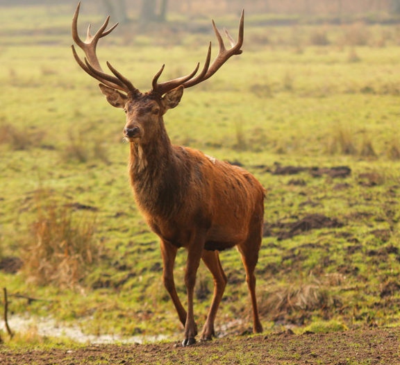 Royal Forest of Woolmer