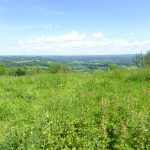 Ashford Hanger and William Cobbett