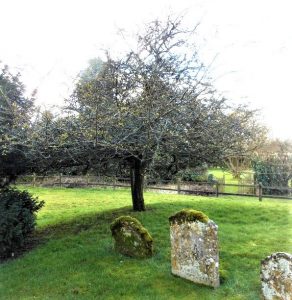 The Bentworth Holy Thorn tree Hampshire