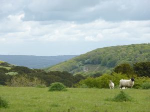 Butser Hill